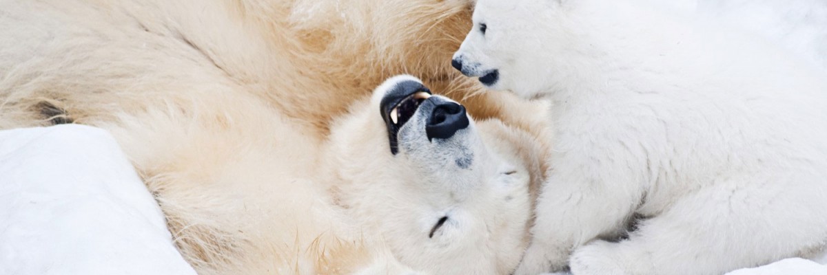 Polar bear mother and cub frolic oblivious of Oil industries plan for the Arctic