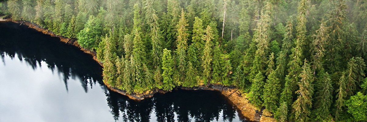 Protecting the world's last few temperate rainforest from deforestation