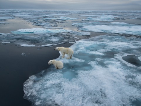 Polar bears stare out at the melting ice